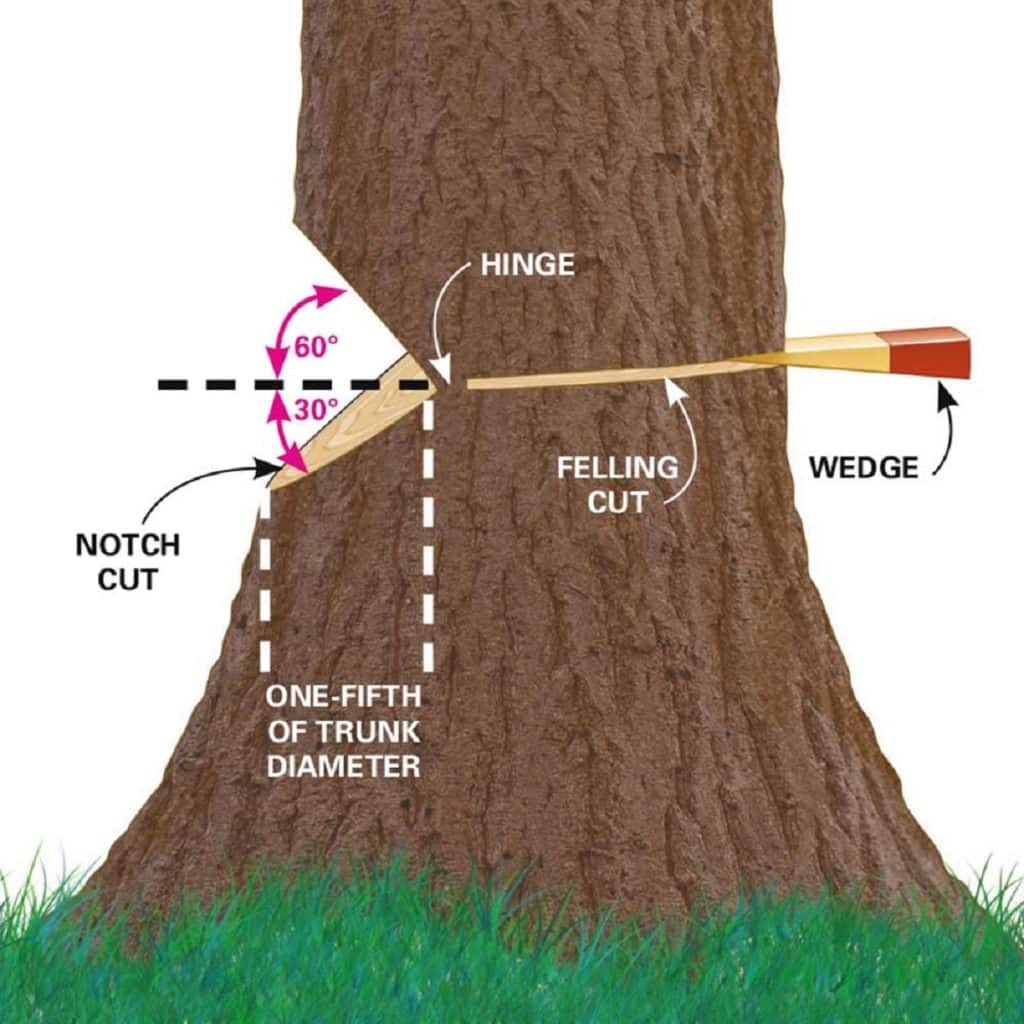 tree notch cut diagram