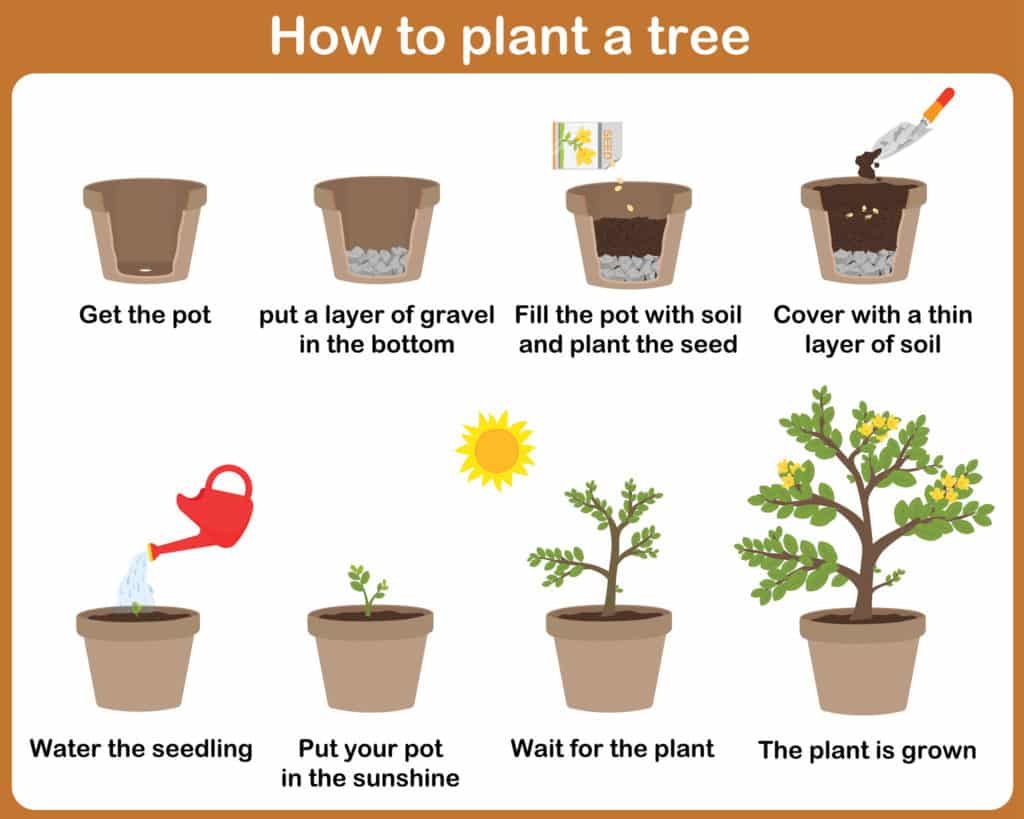 plant a tree in a pot info