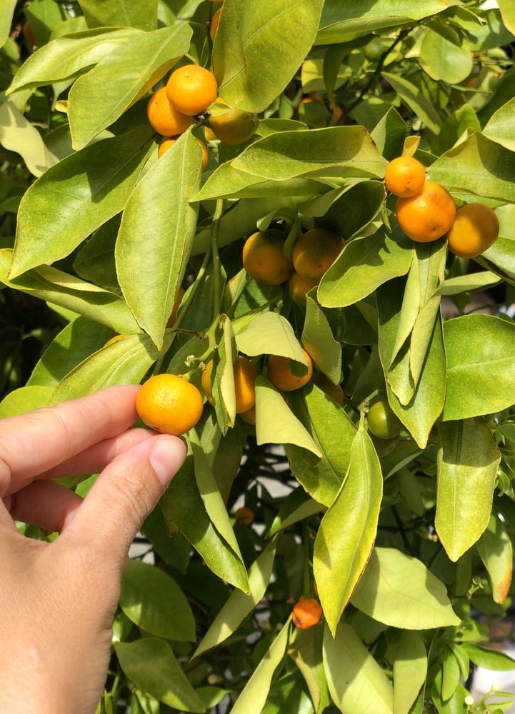 How To Care For A Potted Miniature Orange Tree StumpBustersLLC How To Care For A Potted Miniature Orange Tree StumpBustersLLC
