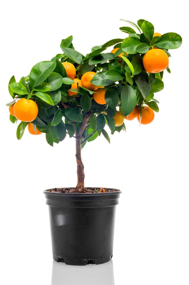 small potted orange fruit