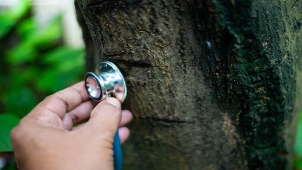 stethoscope on tree