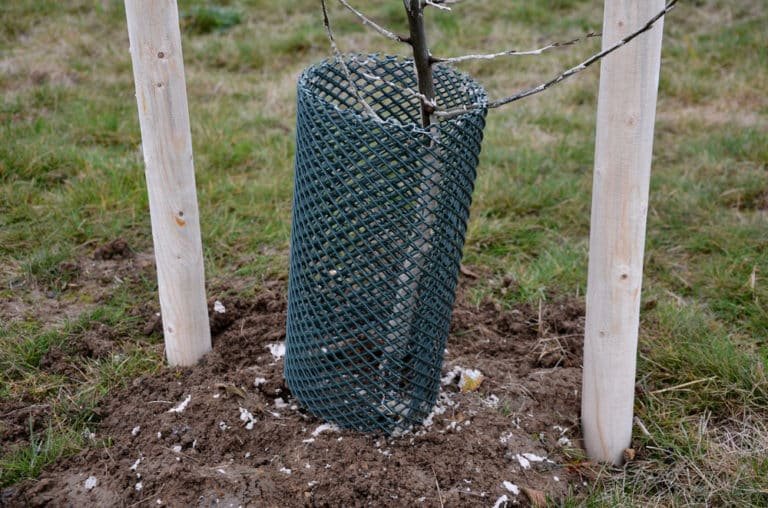 Winterize Your Trees StumpBustersLLC