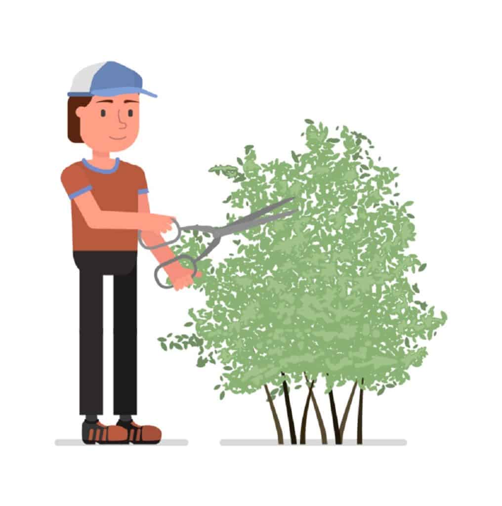 cartoon guy pruning shrub