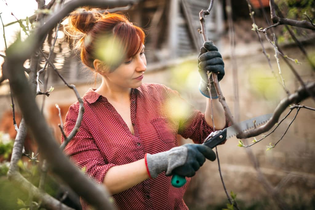 3 Step Guide To Early Spring Pruning - StumpBustersLLC