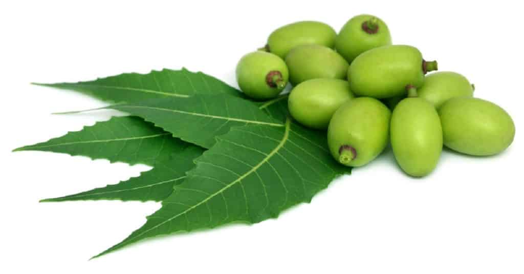 neem leaves and fruit