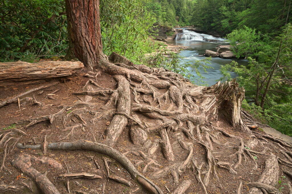 massive root structure