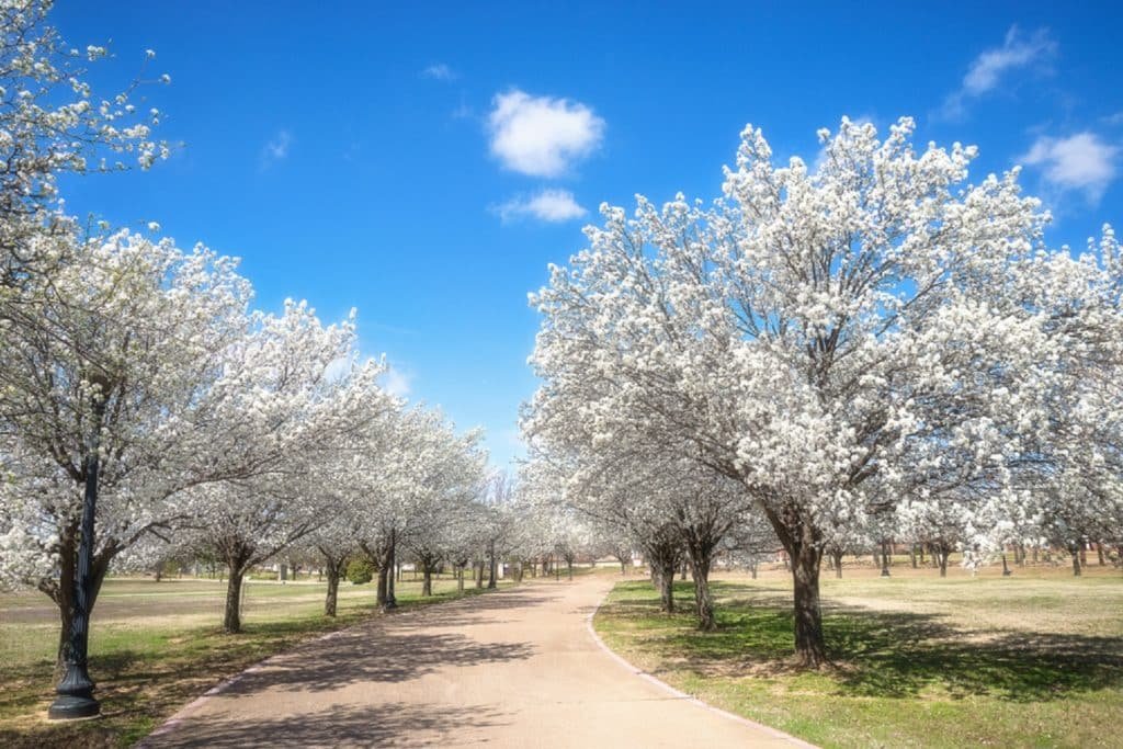 bradford pears lining road in bloom
