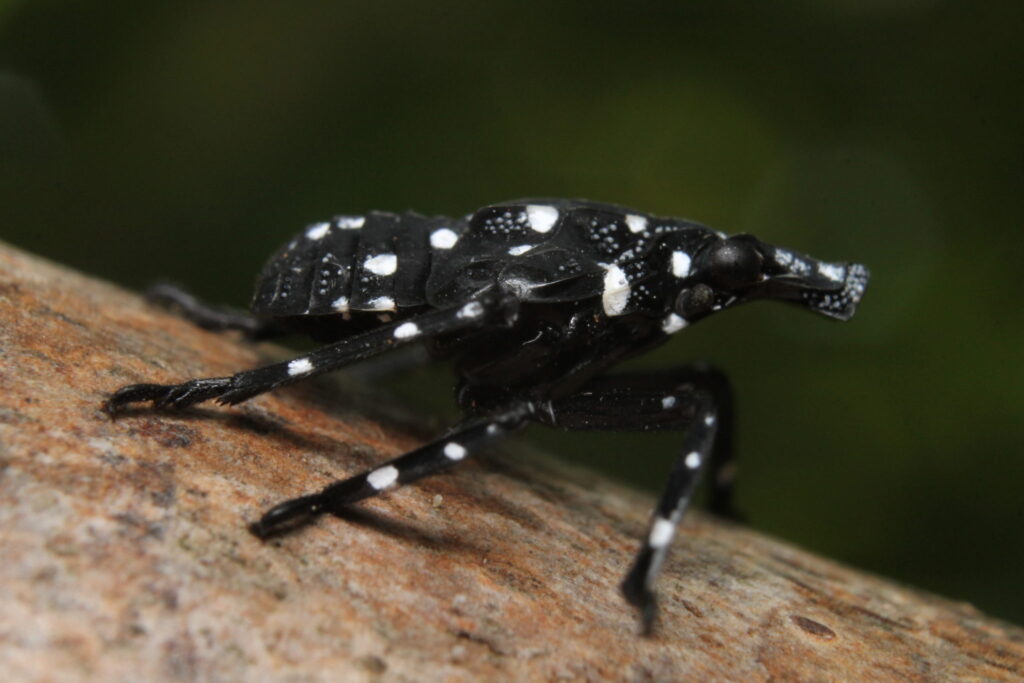 spotted lantern fly early nymph stage black and white polka dots