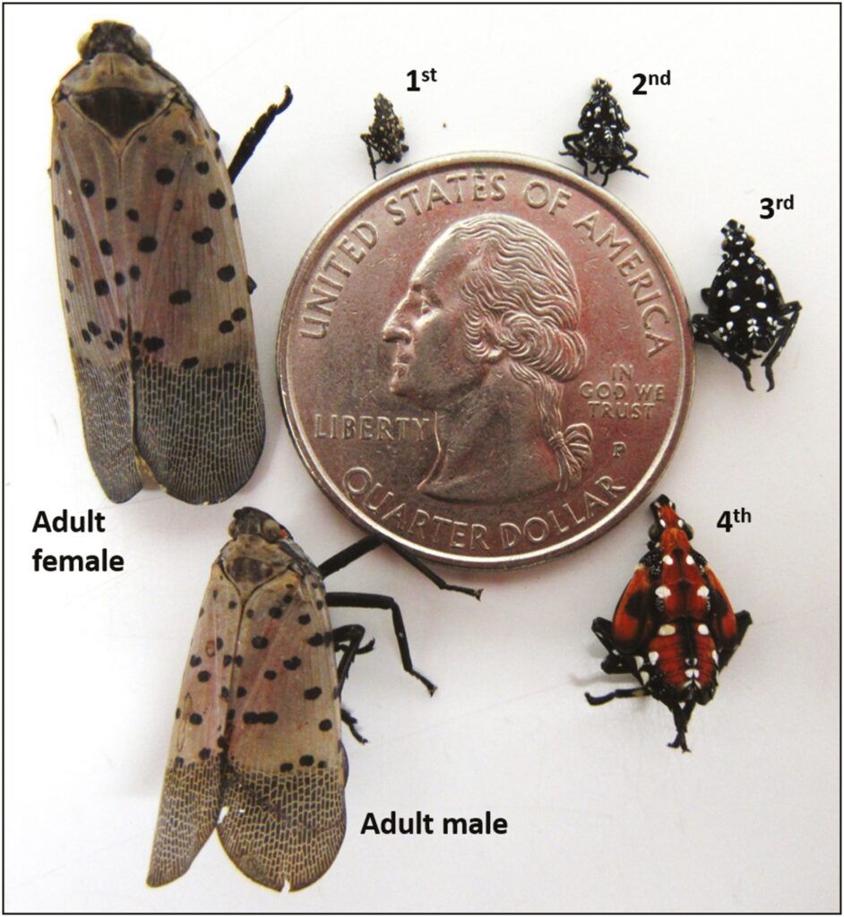 spotted lantern fly size comparison in different life stages