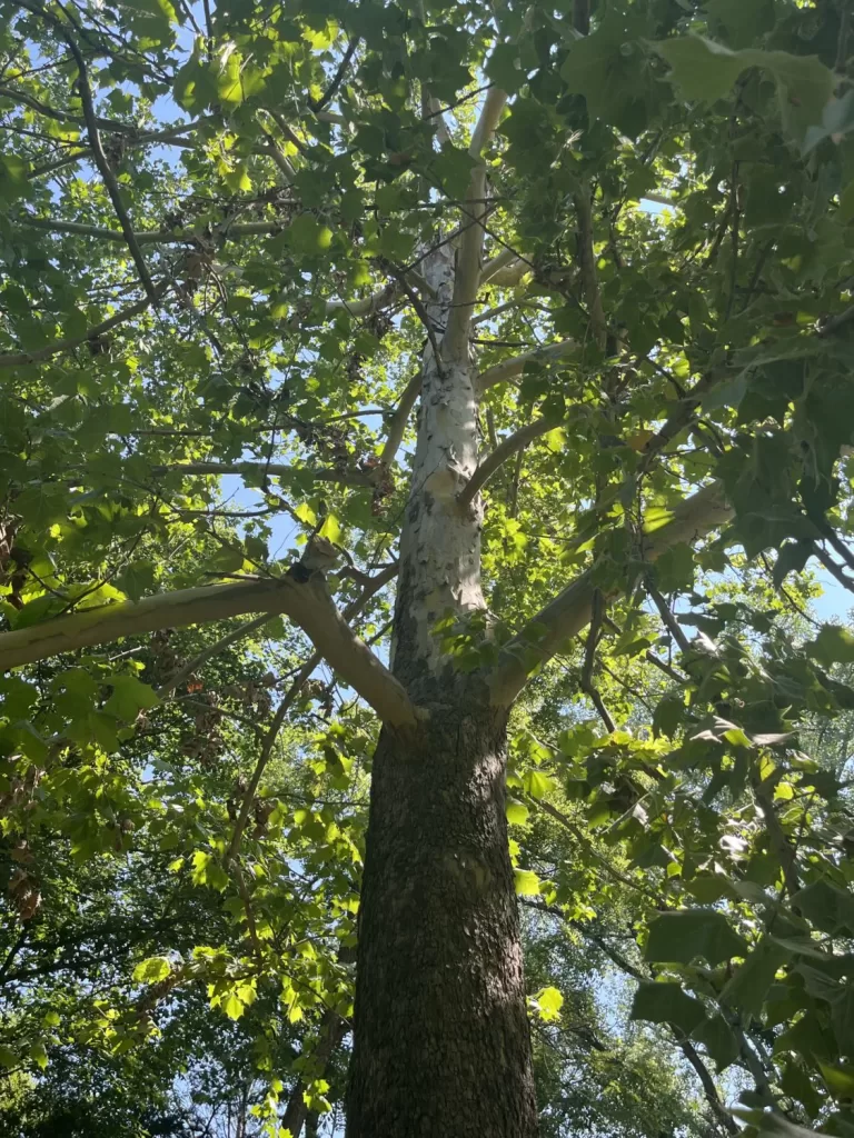 American Sycamore Upshot