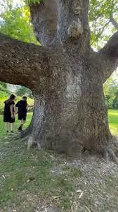 BIG American Sycamore