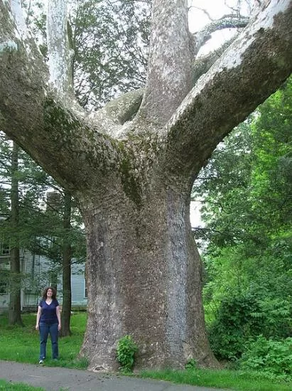 Massive American Sycamore