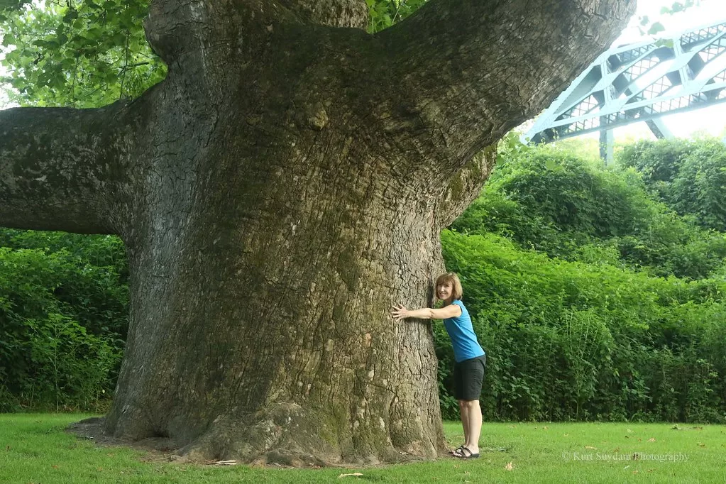 OLD American Sycamore