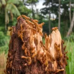 Termites in a tree stump? Discover effective removal strategies to protect your yard and home from damage. Learn more about safe stump elimination.